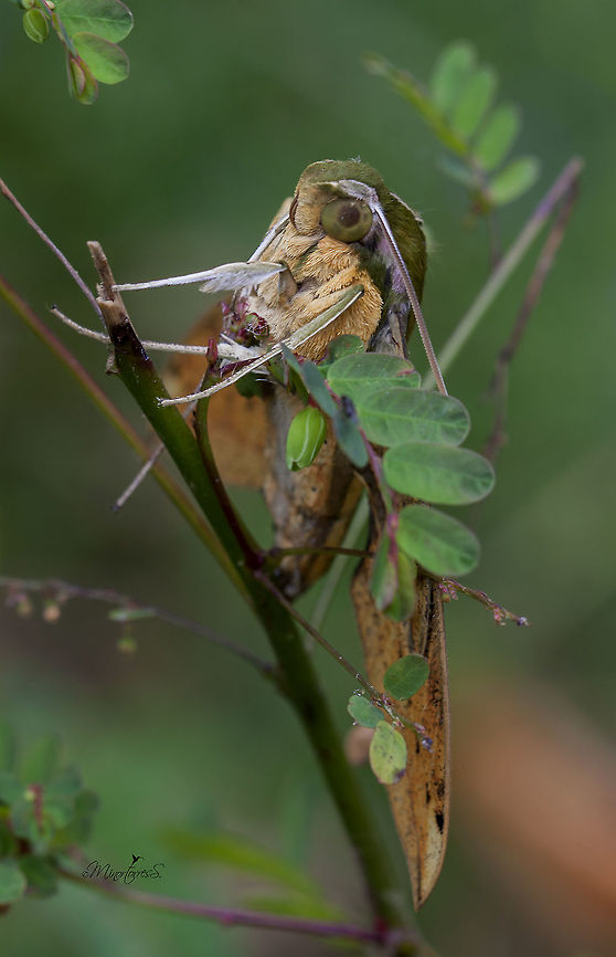 Moth Xylophanes cthulhu? Take a time to see: <a href="https://www.acguanacaste.ac.cr/paginas-de-especies/insectos/101-sphingidae/908-xylophanes-cthulhu-sphingidae" rel="nofollow">https://www.acguanacaste.ac.cr/paginas-de-especies/insectos/101-sphingidae/908-xylophanes-cthulhu-sphingidae</a>