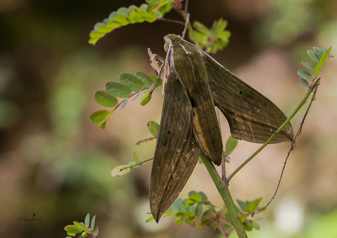 Moth Xylophanes cthulhu?