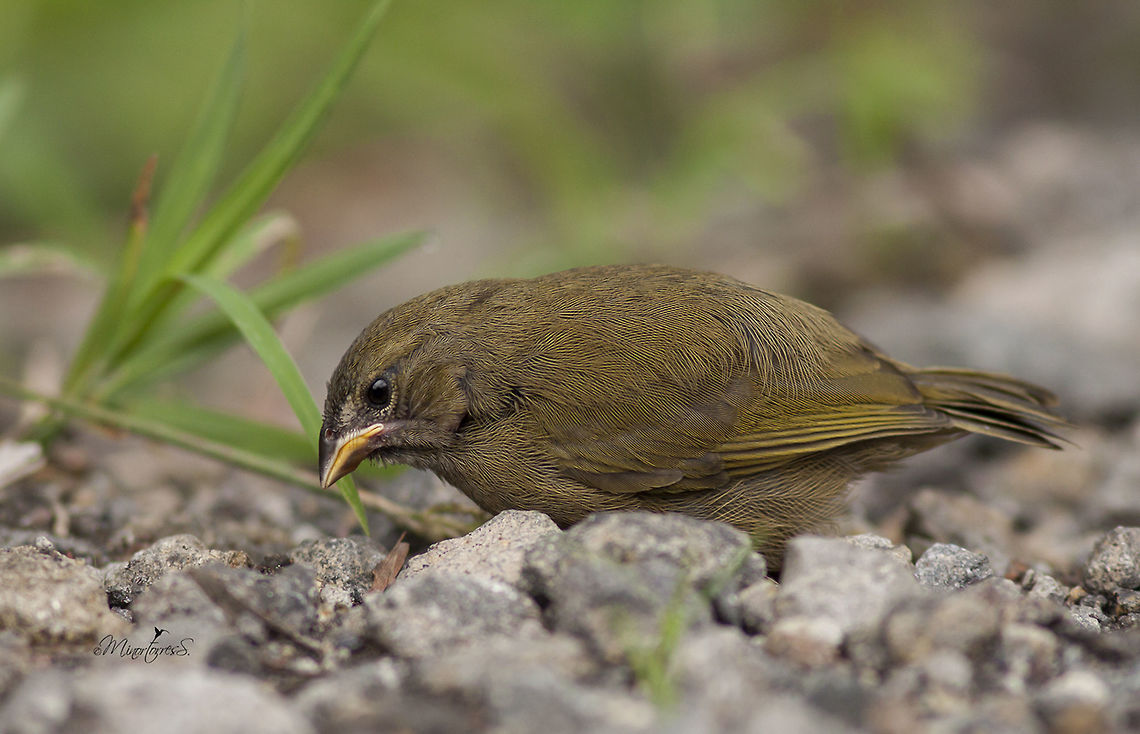Tiaris olivaceus Immature Tiaris olivaceus,Yellow-faced grassquit