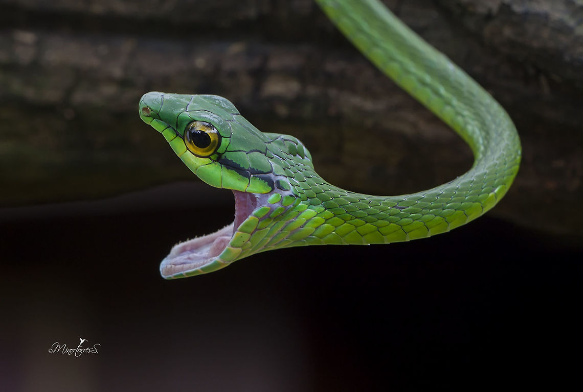 Leptophys Occidentalis (Leptophys aheatulla)  Leptophis ahaetulla,Parrot snake