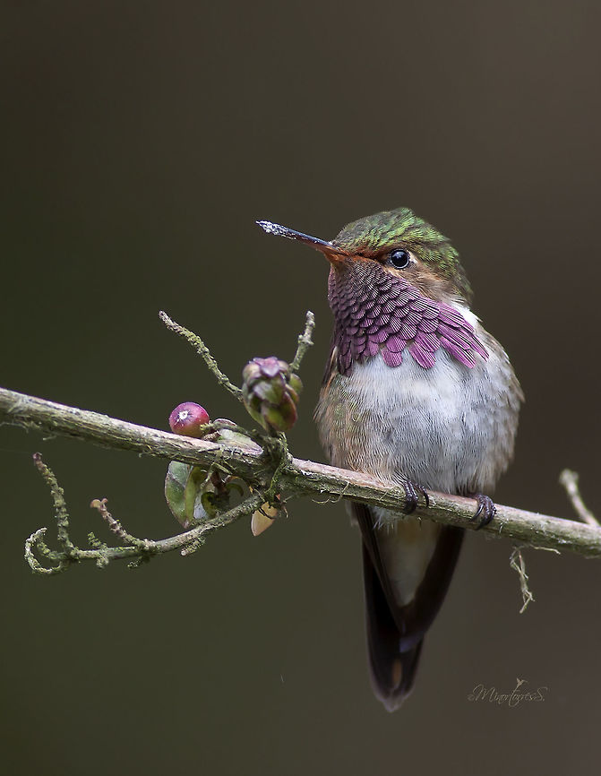 Selasphorus flammula  Selasphorus flammula,Volcano hummingbird