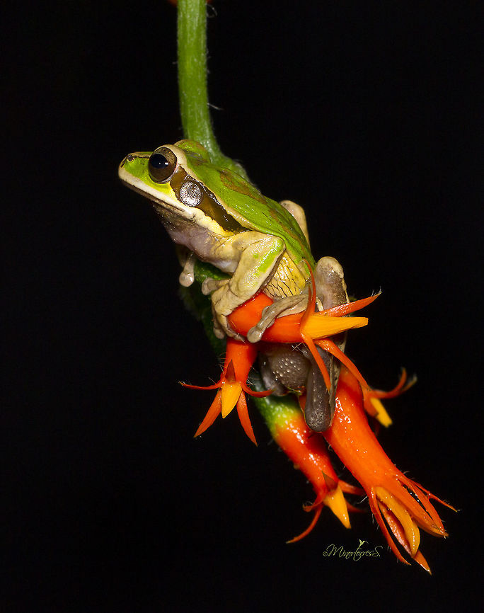 Smilisca phaeota  New Granada cross-banded tree frog,Smilisca phaeota