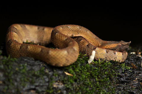 Porthidium nasutum  Porthidium nasutum,Rainforest hognosed pitviper