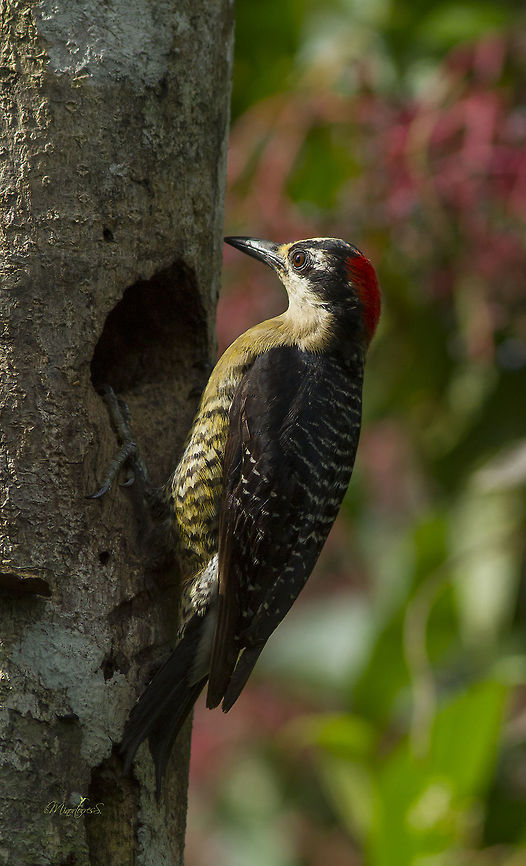 Melanerphes pucherani  Black-cheeked woodpecker,Melanerpes pucherani