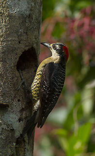 Melanerphes pucherani  Black-cheeked woodpecker,Melanerpes pucherani