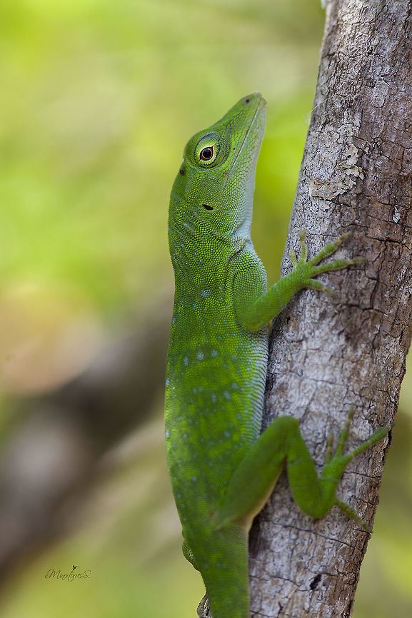 Anolis biporcatus  Anolis biporcatus,Neotropical green anole