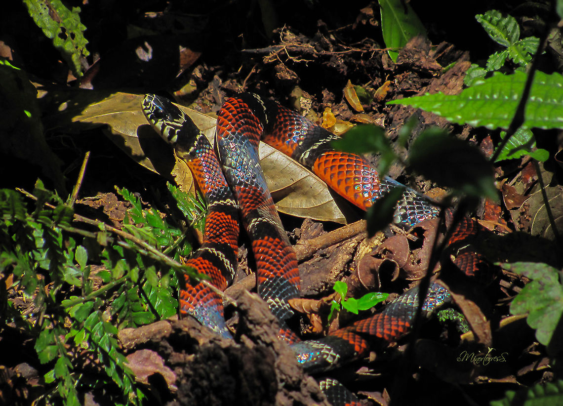 Erythrolamphrus bizona  Erythrolamprus bizona