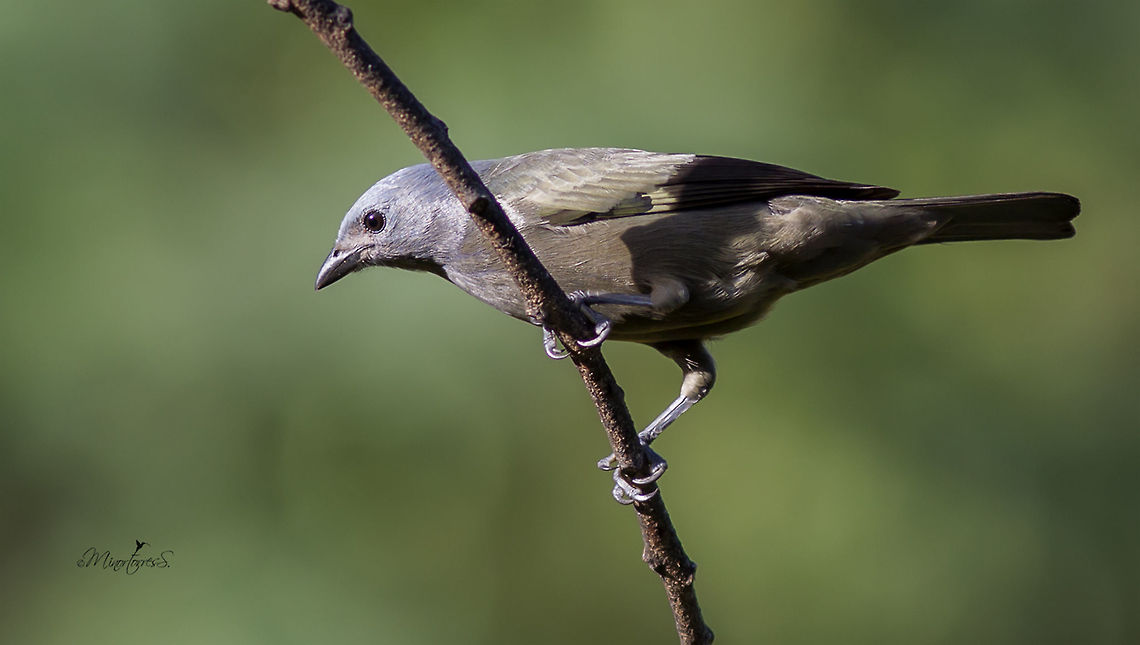 Thraupis abbas  Thraupis abbas,Yellow-winged tanager