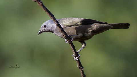 Thraupis abbas Thraupis abbas,Yellow-winged tanager