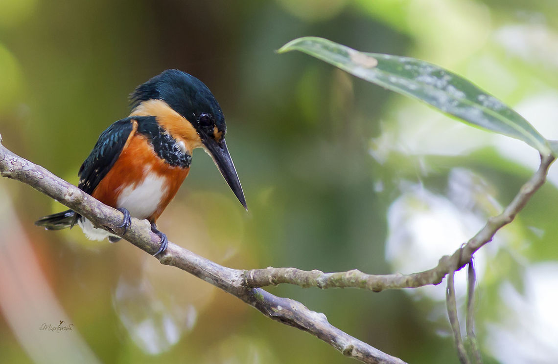 Chloroceryle aenea Female American pygmy kingfisher,Chloroceryle aenea