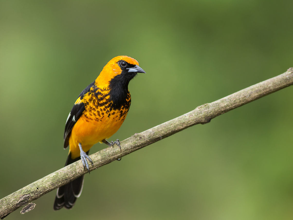 Icterus pectoralis  Icterus pectoralis,Spot-breasted oriole