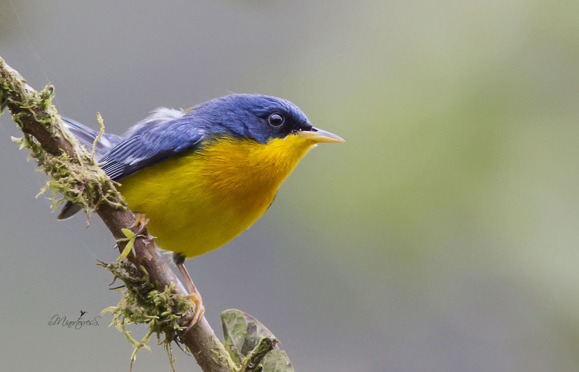 Setophaga pitiayumi  Setophaga pitiayumi,Tropical parula
