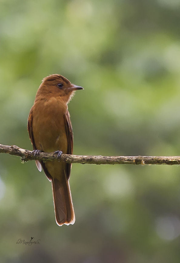 Rufous mourner  Rhytipterna holerythra,Rufous mourner