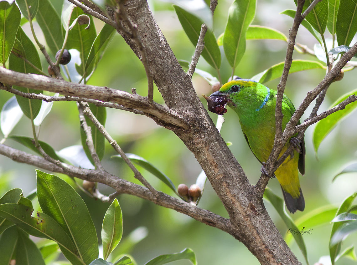 Chlorophonian callophrys  Chlorophonia callophrys,Golden-browed chlorophonia