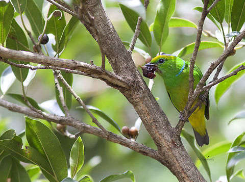 Chlorophonian callophrys  Chlorophonia callophrys,Golden-browed chlorophonia