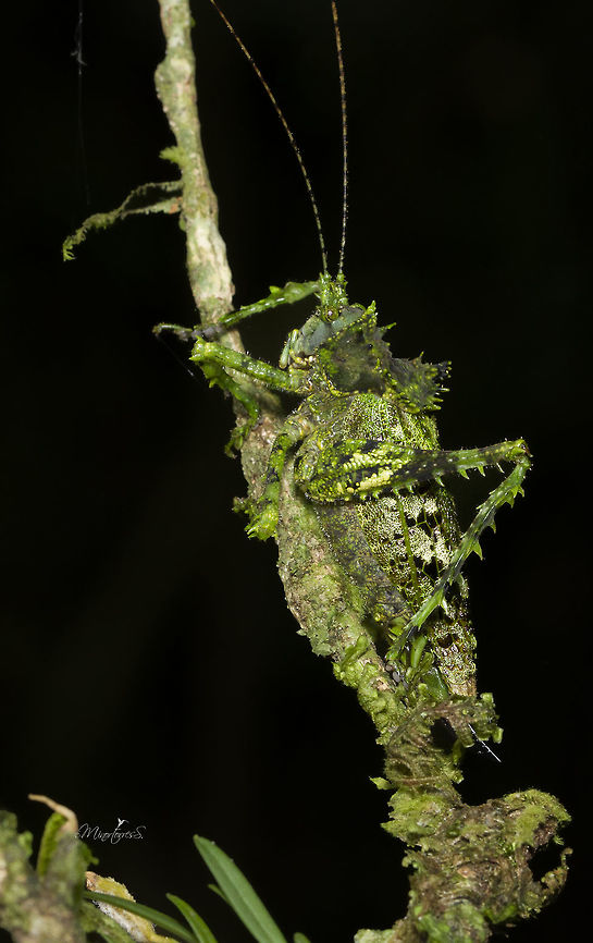 Championica montana I&acute;m not sure about the ID Championica montana