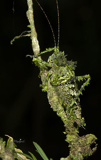 Championica montana I´m not sure about the ID Championica montana