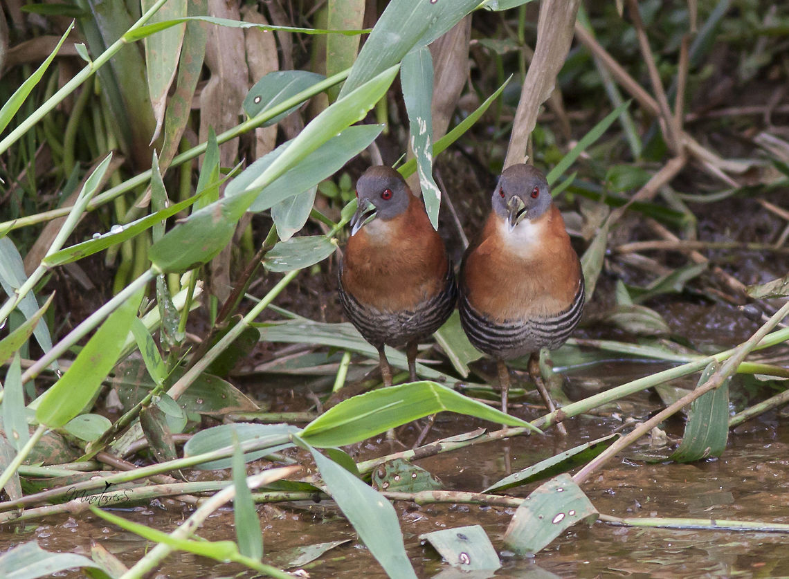Laterallus albigularis  Laterallus albigularis,White-throated crake
