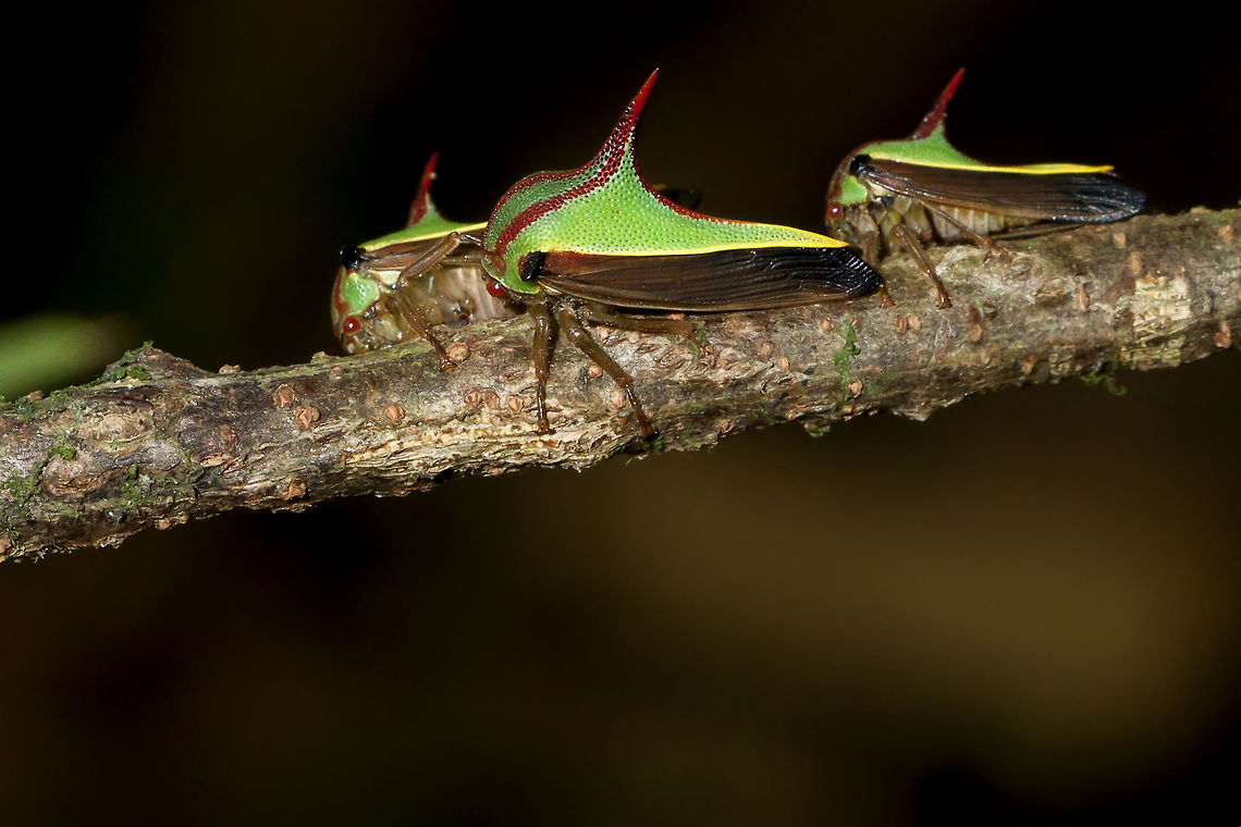 Umbonia ataliba  Umbonia ataliba