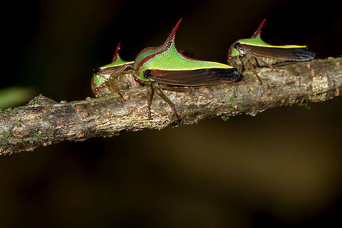 Umbonia ataliba  Umbonia ataliba