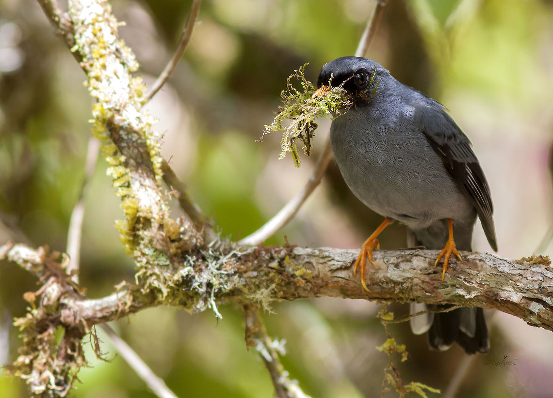 Myadestes melanops  Black-faced solitaire,Myadestes melanops