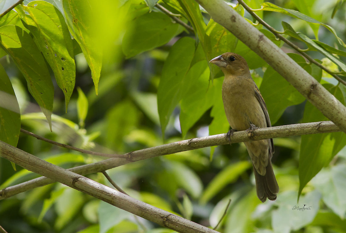 Passerinacaerulea Female Blue grosbeak,Passerina caerulea
