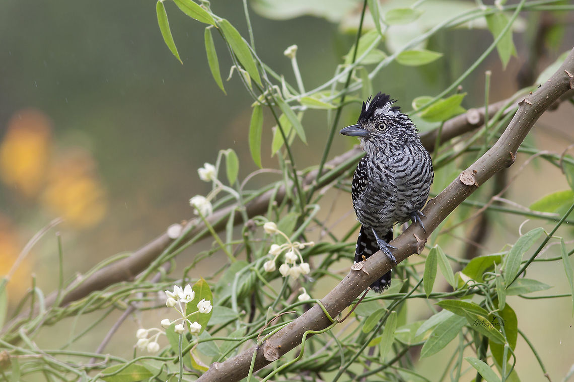 Thamnophilus doliatus Male Barred antshrike,Thamnophilus doliatus