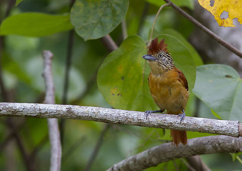 Thamnophilus doliatus Female Barred antshrike,Thamnophilus doliatus