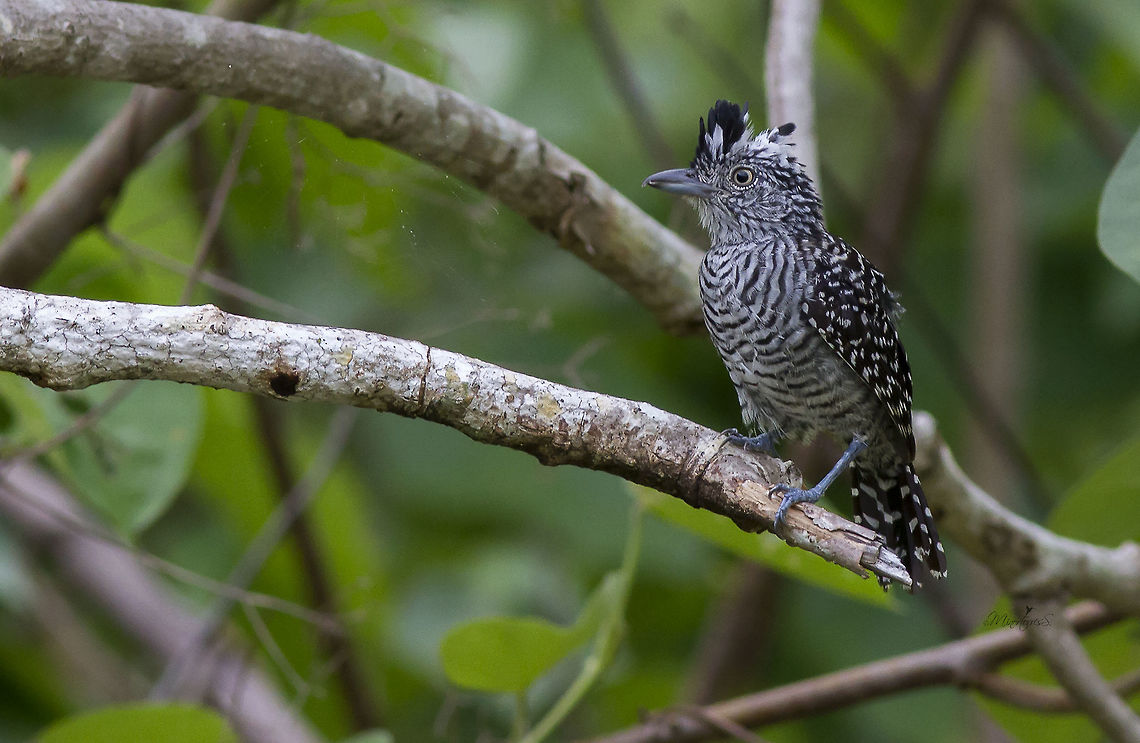 Thamnophilus doliatus Male Barred antshrike,Thamnophilus doliatus