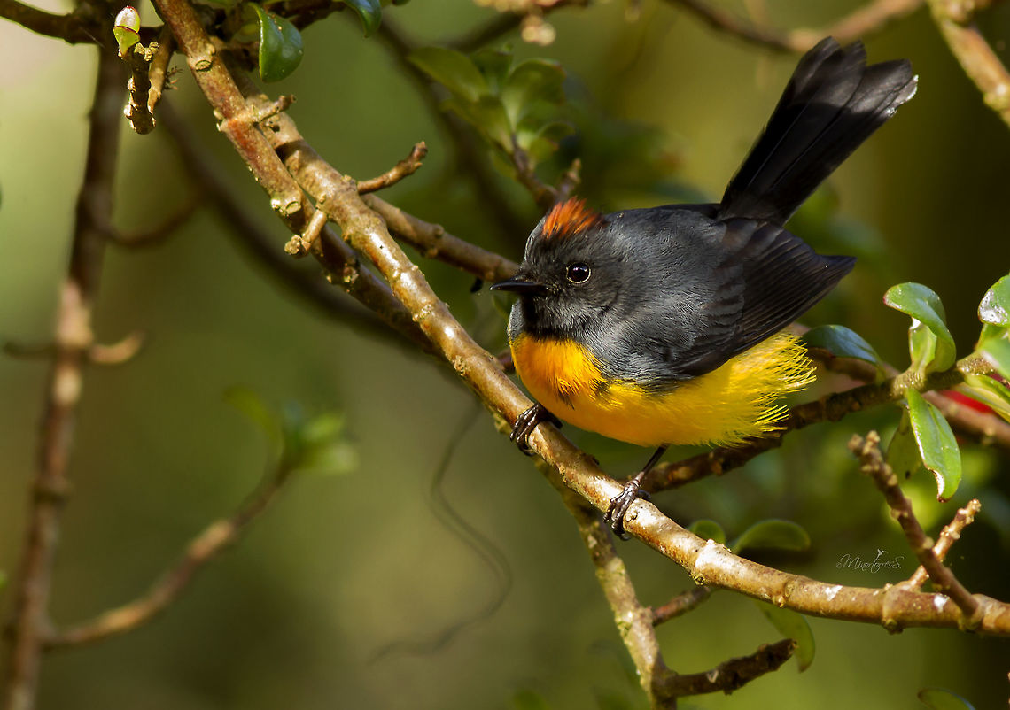 Myioborus miniatus  Myioborus miniatus,Slate-throated whitestart