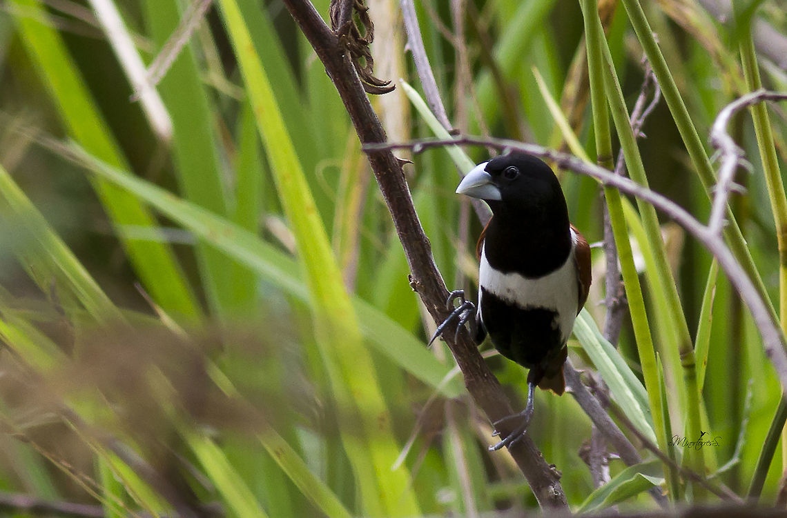 Lonchura malacca  Lonchura malacca,Tricoloured munia