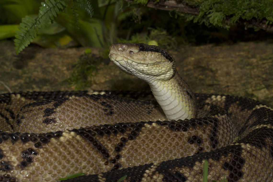 Lachesis stenophrys  Lachesis stenophrys