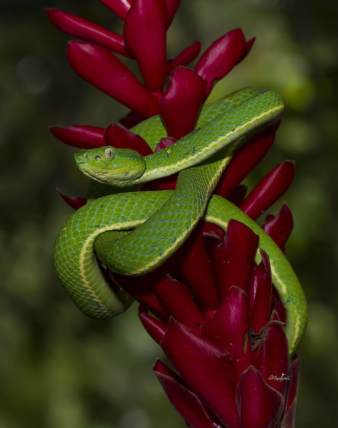 Botriechis lateralis  Bothriechis lateralis,Coffee Palm Viper,Side-striped palm-pit viper