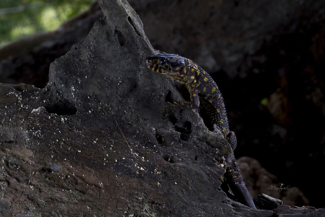 Lepidophyma flavimaculatum  Lepidophyma flavimaculatum,Yellow-spotted night lizard
