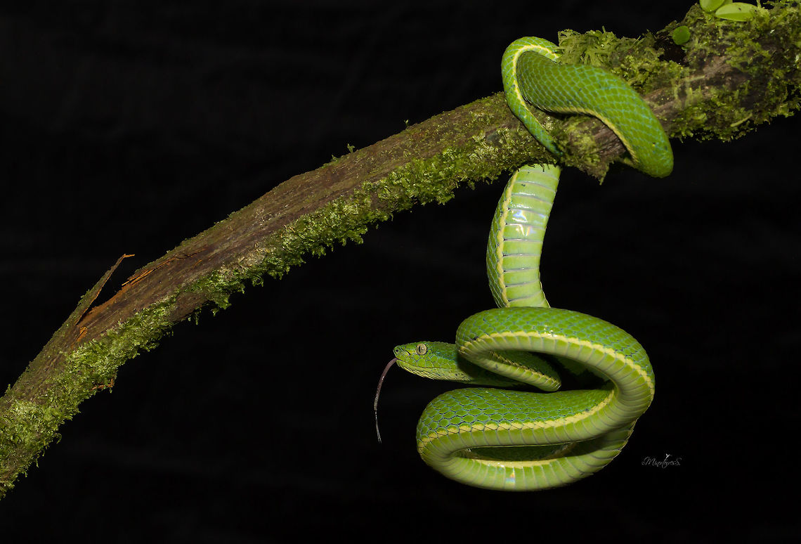 Botriechis lateralis  Bothriechis lateralis,Coffee Palm Viper,Side-striped palm-pit viper