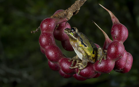 Smilisca baudinii  Common Mexican tree frog,Smilisca baudinii