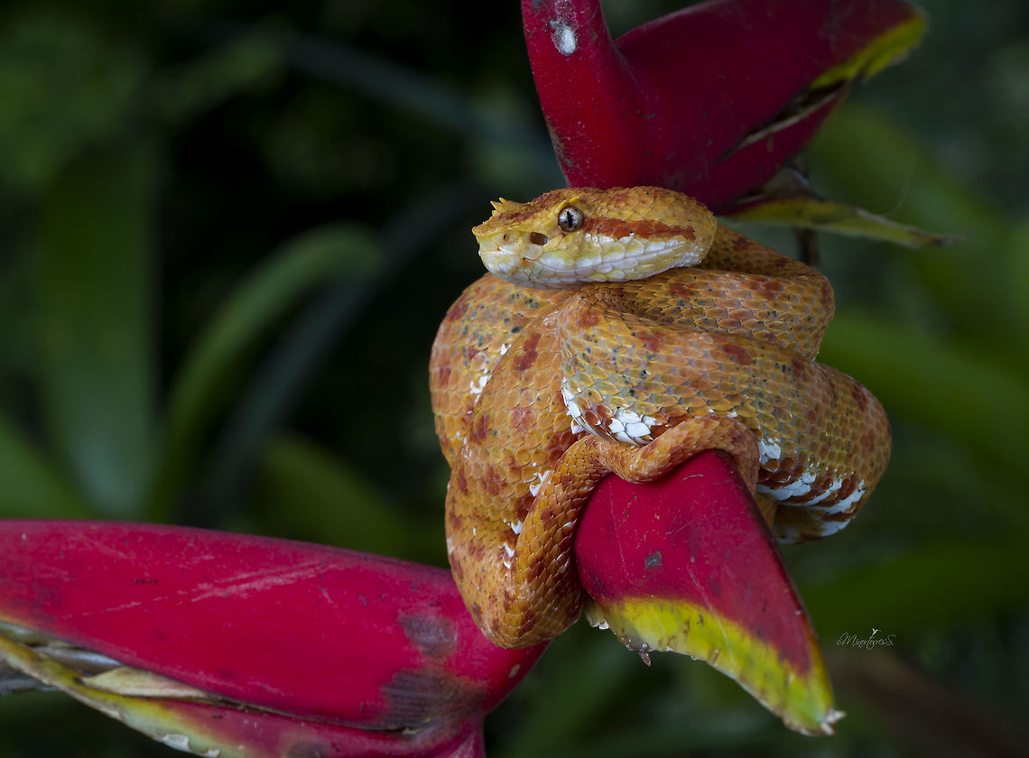 Bothriechis schlegelii  Bothriechis schlegelii,Eyelash viper