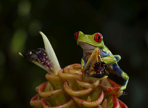 Agalychnis callidryas  Agalychnis callidryas,Red-eyed tree frog
