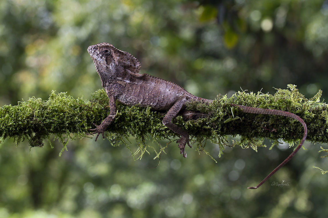 Corytophanes cristatus  Corytophanes cristatus,Helmeted Basilisk