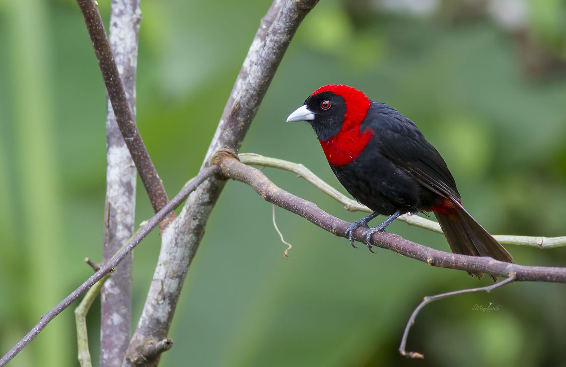 Ramphocelus sanguinolentus  Crimson-collared tanager,Ramphocelus sanguinolentus