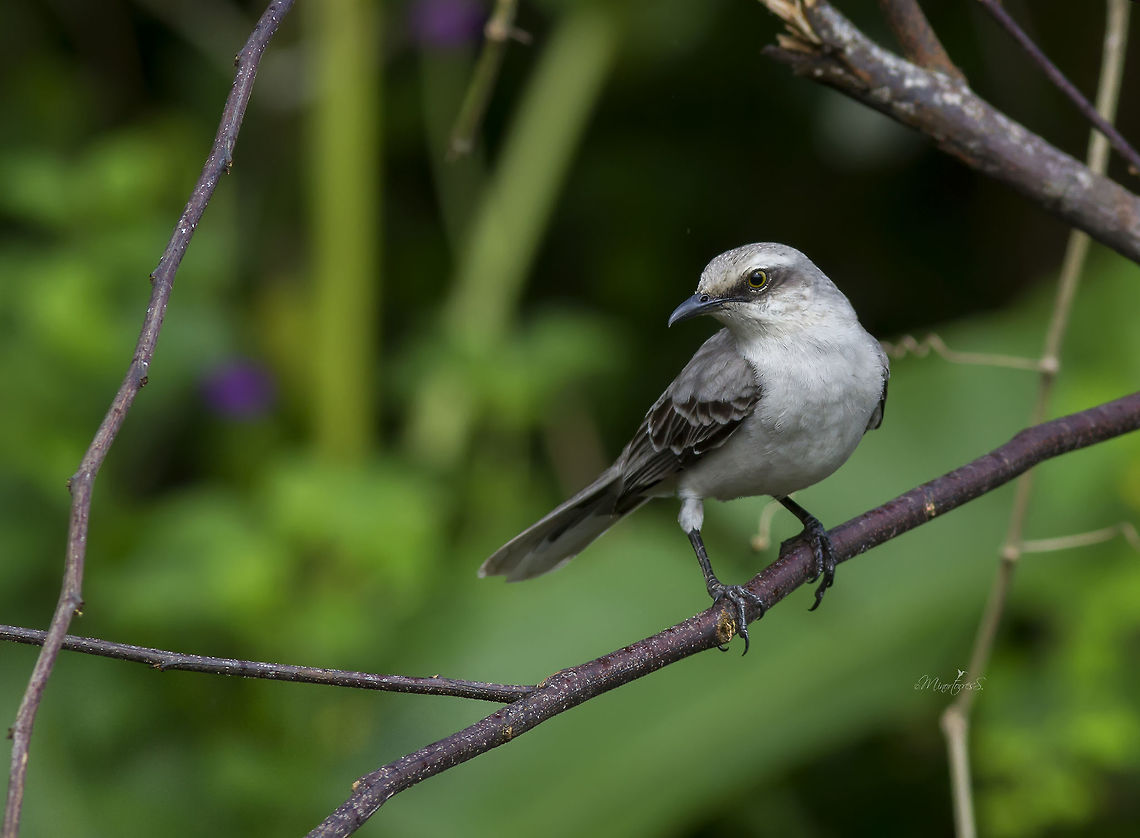 Mimus gilvus  Mimus gilvus,Tropical Mock