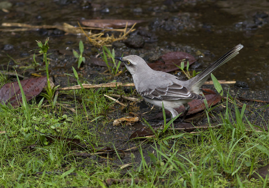 Mimus gilvus  Mimus gilvus,Tropical Mock