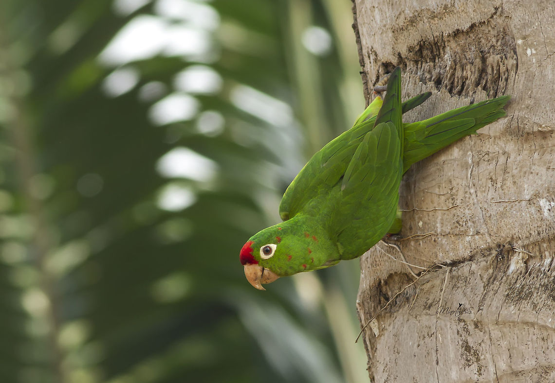 Aratinga finschi  Finsch's parakeet,Psittacara finschi