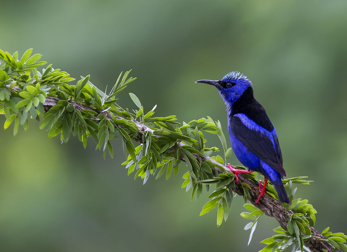 Cyanerpes cyaneus  Cyanerpes cyaneus,Red-legged honeycreeper,cyaneus,red legged honeycreeper