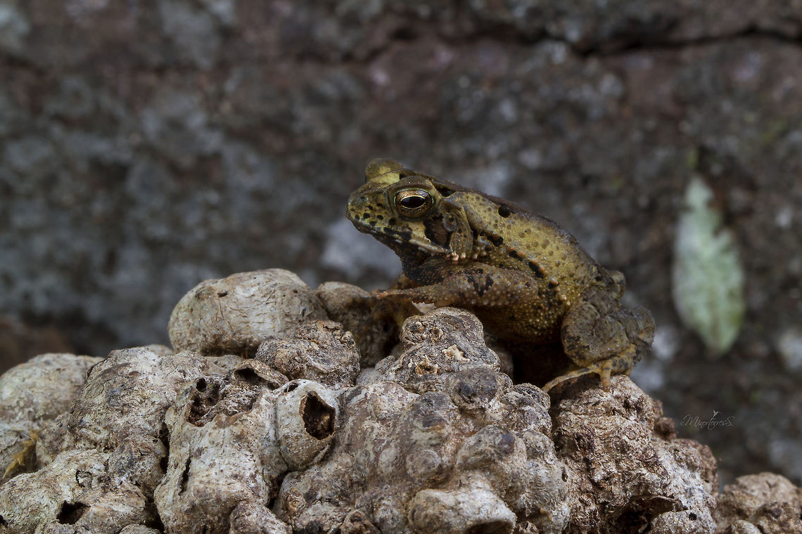 Incilius melonochlorus  Incilius melanochlorus