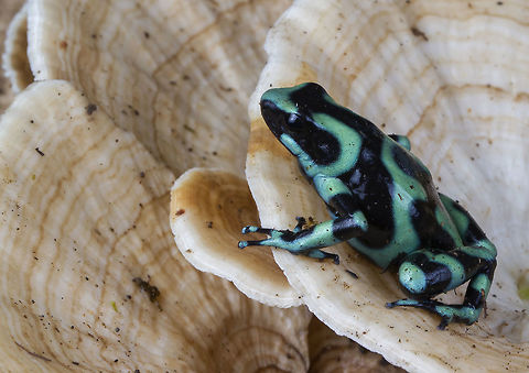 Dendrobates auratu  Dendrobates auratus