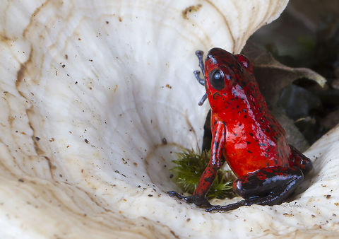 Oophaga pumilio  Oophaga pumilio,Strawberry poison dart frog