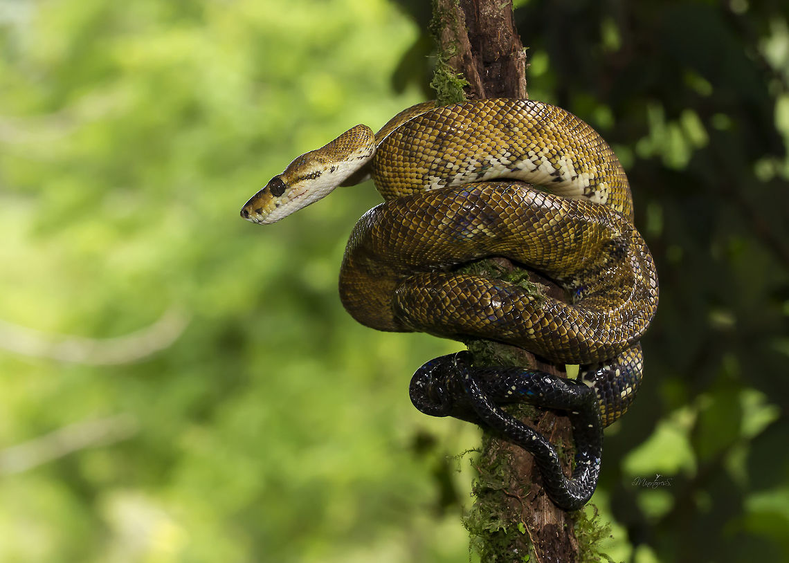Corallus ruschenbergerii  Corallus ruschenbergerii