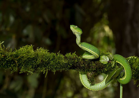 Botriechis lateralis  Bothriechis lateralis,Coffee Palm Viper