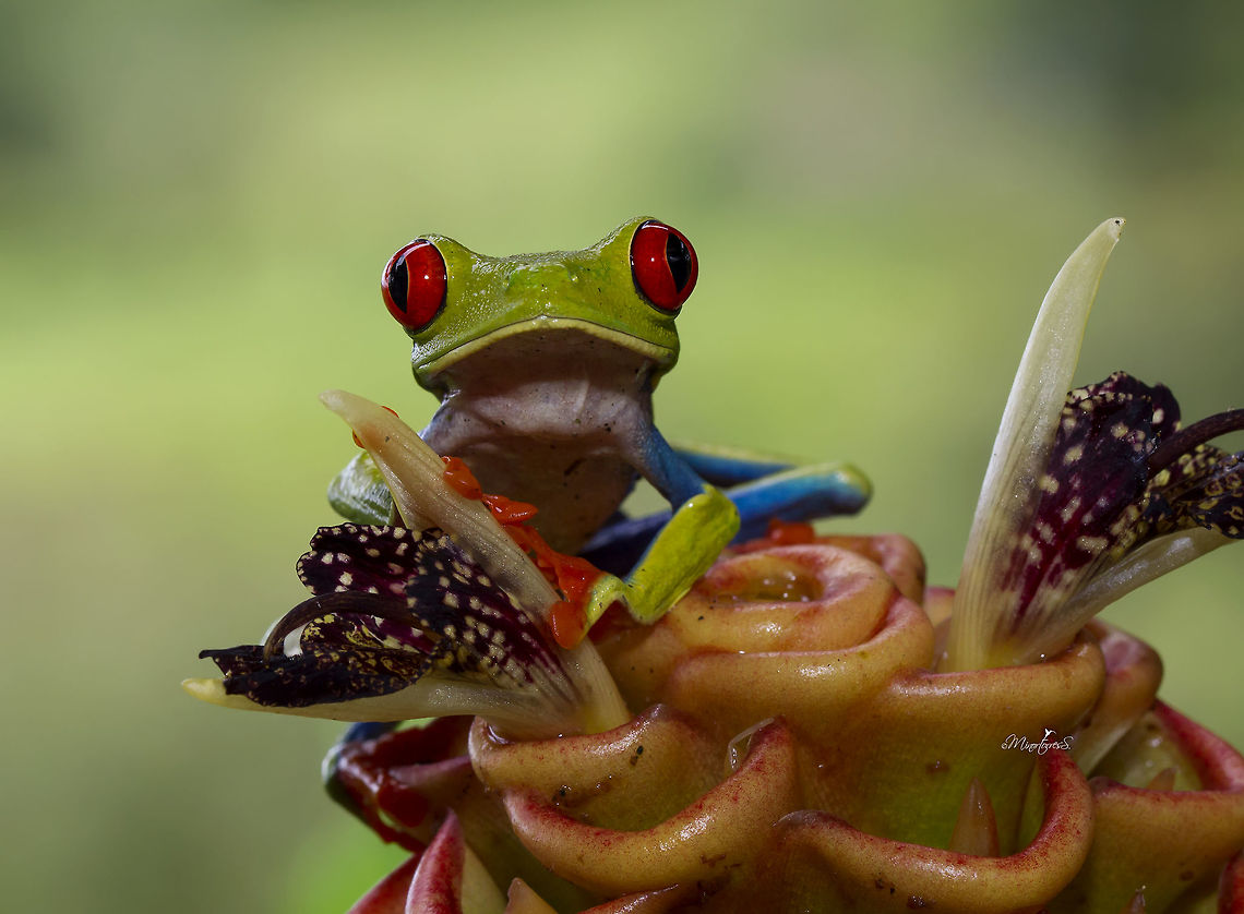 Agalychnis callidryas  Agalychnis callidryas,Red-eyed tree frog